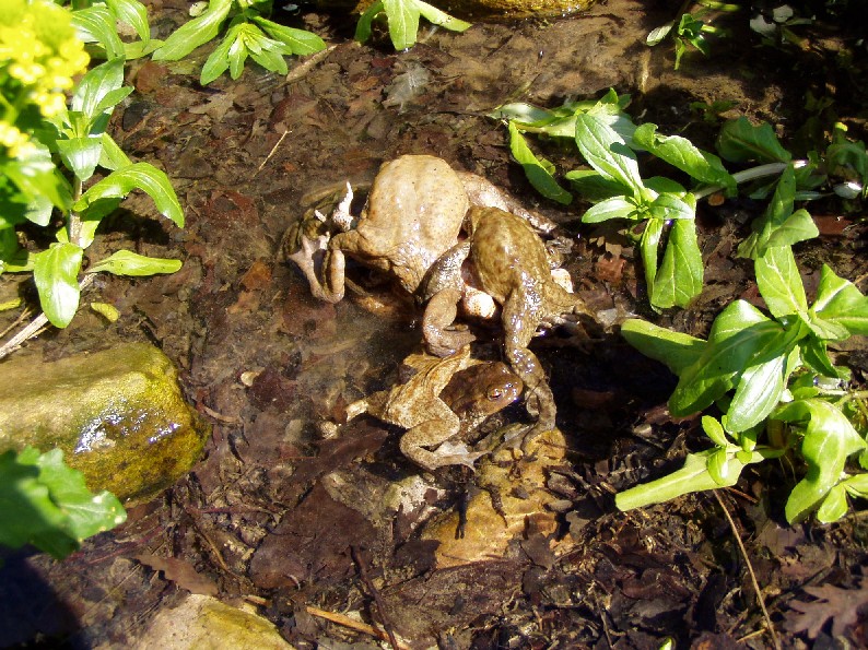 Orgia fra rospi comuni